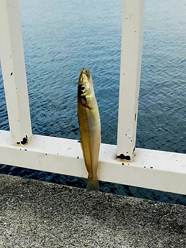 シロギスの釣果