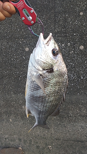 キビレの釣果