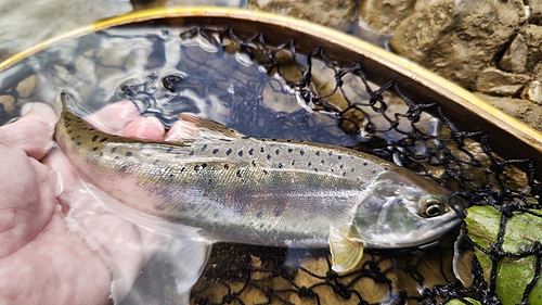 ヤマメの釣果