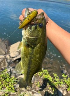 ラージマウスバスの釣果