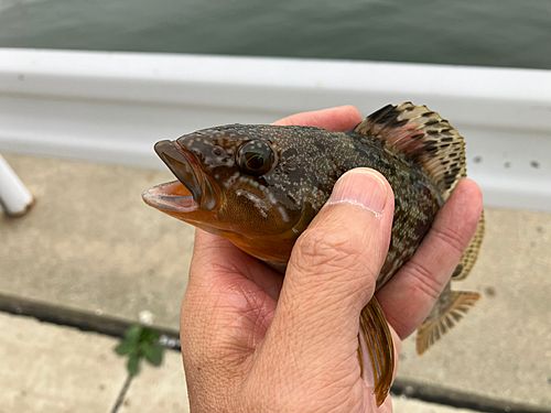 アイナメの釣果