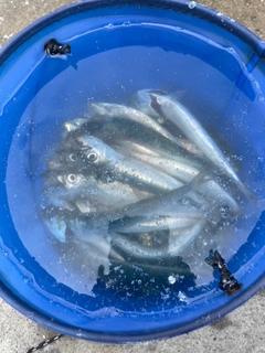 イワシの釣果