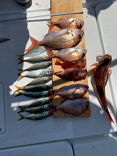 タイの釣果