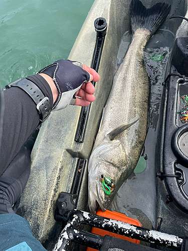 シーバスの釣果