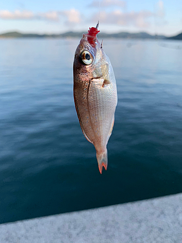 チダイの釣果