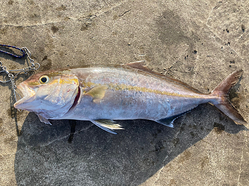 ショゴの釣果