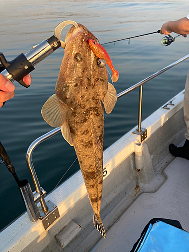 マゴチの釣果