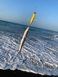 カマスの釣果