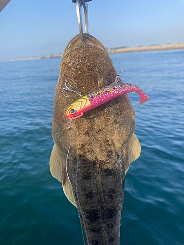 マゴチの釣果