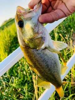 ラージマウスバスの釣果