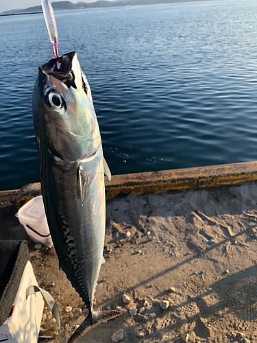 マルソウダの釣果