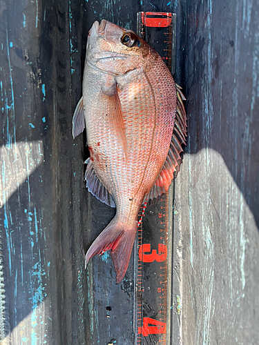 マダイの釣果