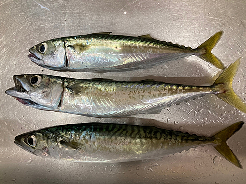 サバの釣果