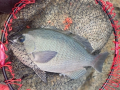 クチブトグレの釣果