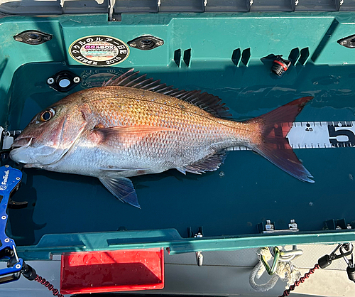 タイの釣果