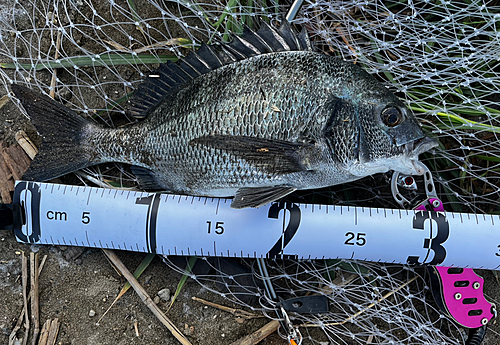 クロダイの釣果