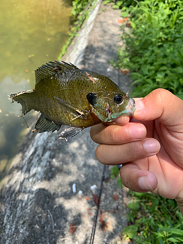 ブルーギルの釣果