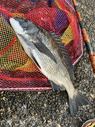 クロダイの釣果