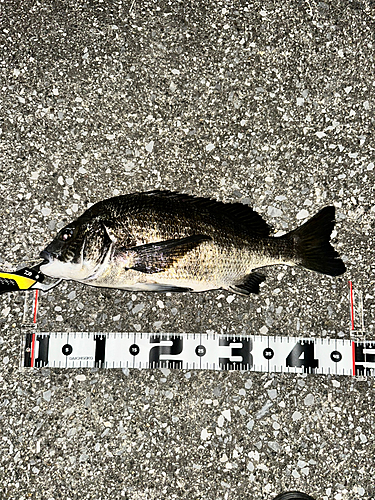 クロダイの釣果