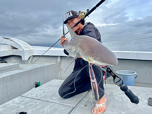 サメの釣果