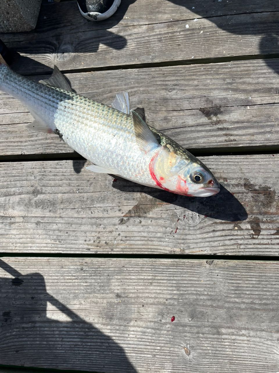 博多の釣り師さんの釣果 1枚目の画像