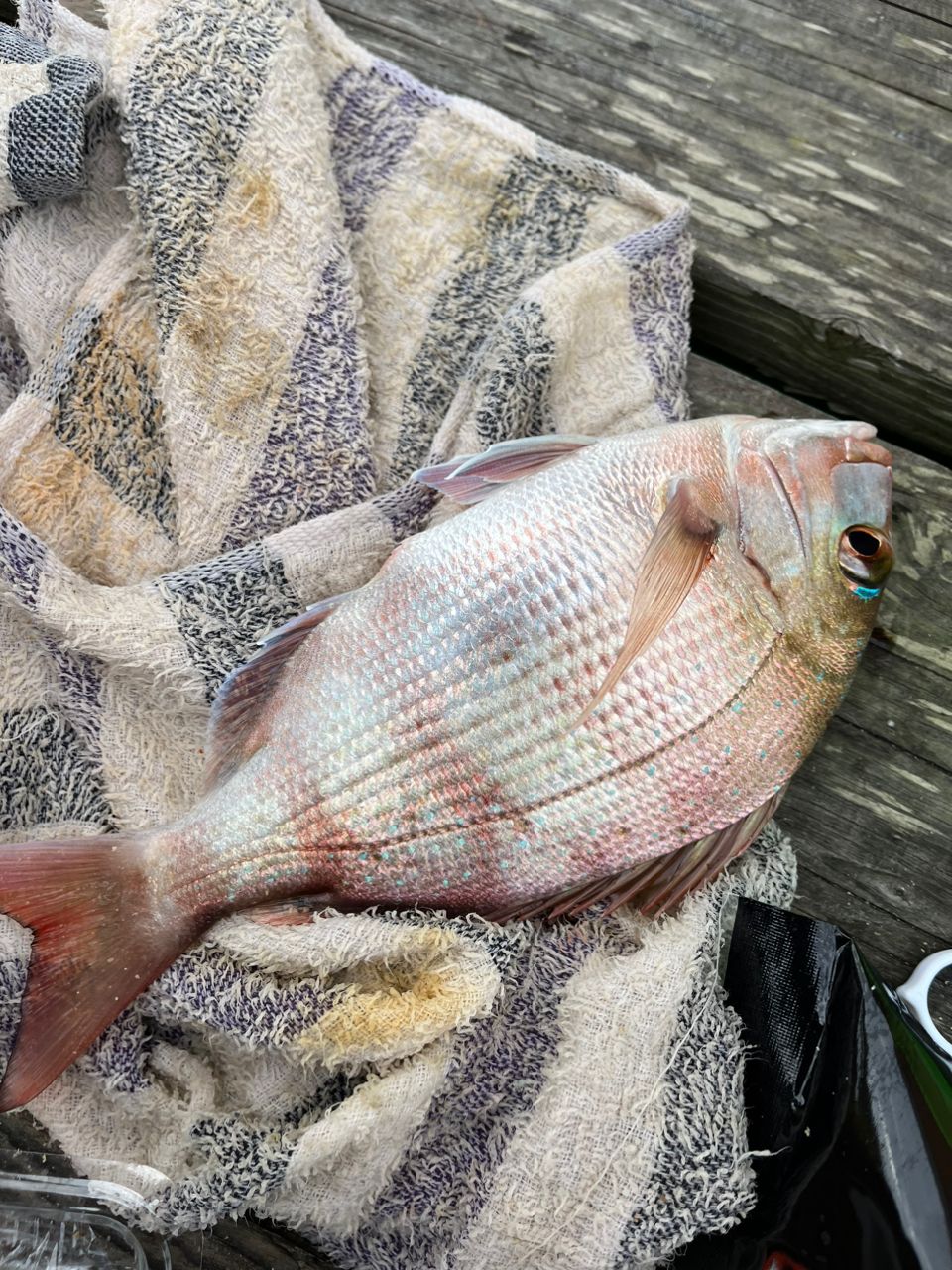 博多の釣り師さんの釣果 2枚目の画像