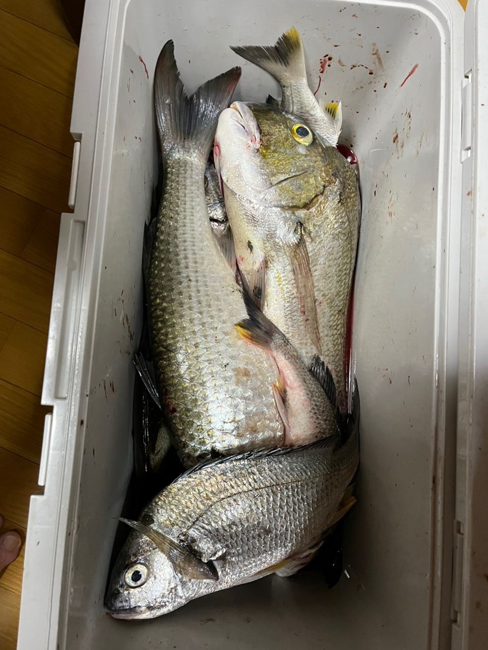 博多の釣り師さんの釣果 3枚目の画像