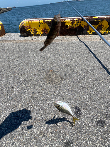 マアジの釣果