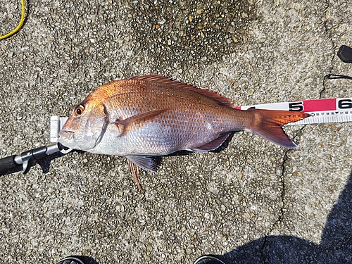 マダイの釣果