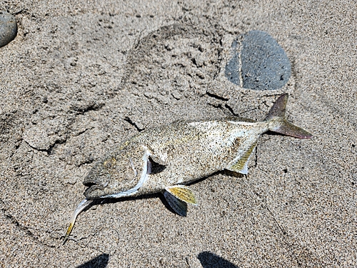 ショゴの釣果