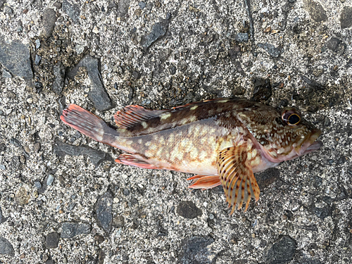 カサゴの釣果