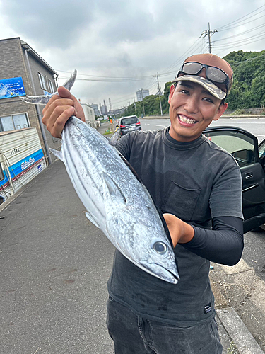 カツオの釣果