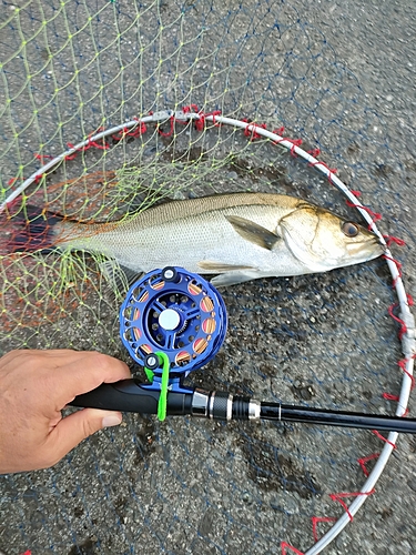 フッコ（マルスズキ）の釣果