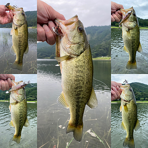 ブラックバスの釣果