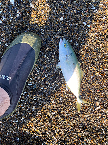 ワカシの釣果