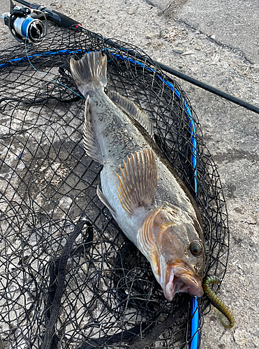 アブラコの釣果