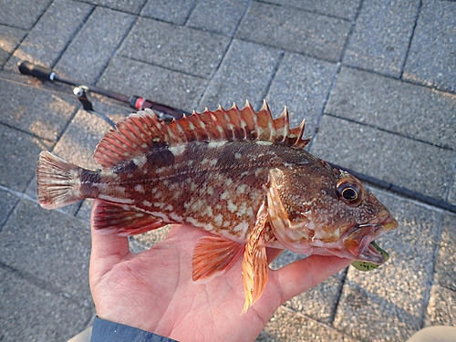 カサゴの釣果