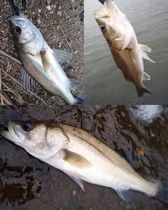 シーバスの釣果