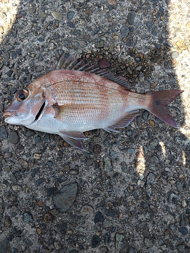 キスの釣果