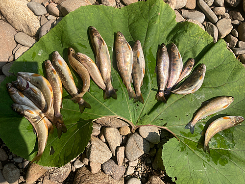 ヤマメの釣果