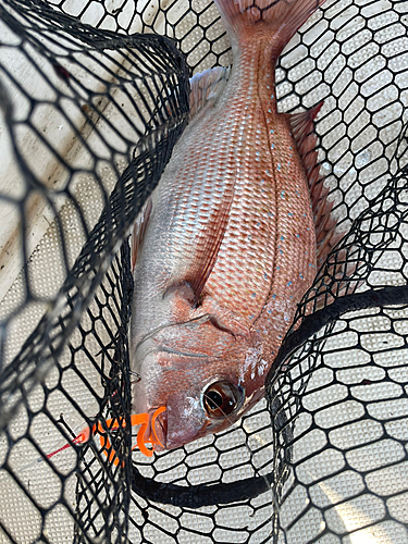 タイの釣果