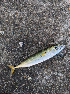 サバの釣果