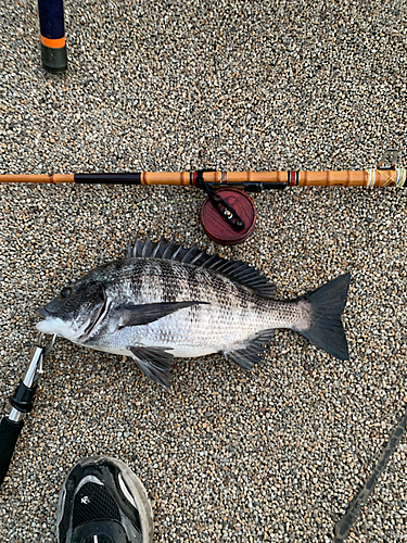 クロダイの釣果