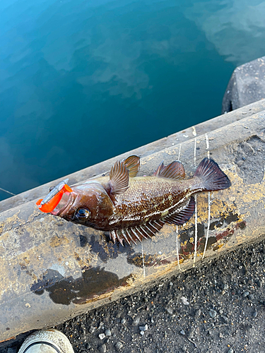 ガヤの釣果