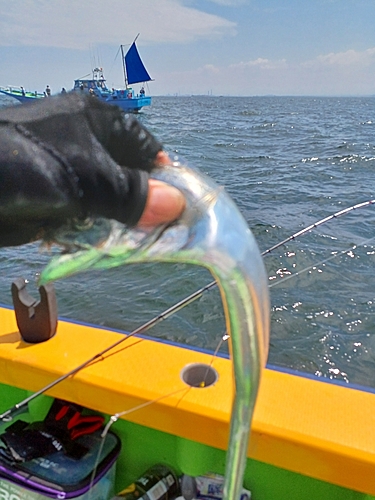 タチウオの釣果