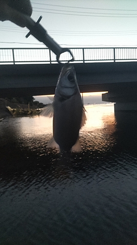 セイゴ（ヒラスズキ）の釣果