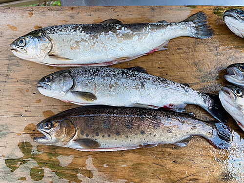 ヤマメの釣果