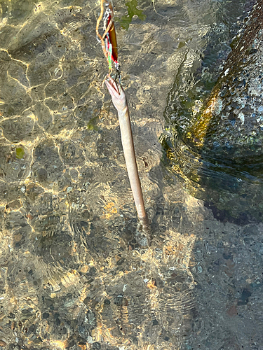 ダイナンウミヘビの釣果