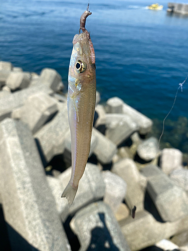 シロギスの釣果