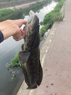 ライギョの釣果